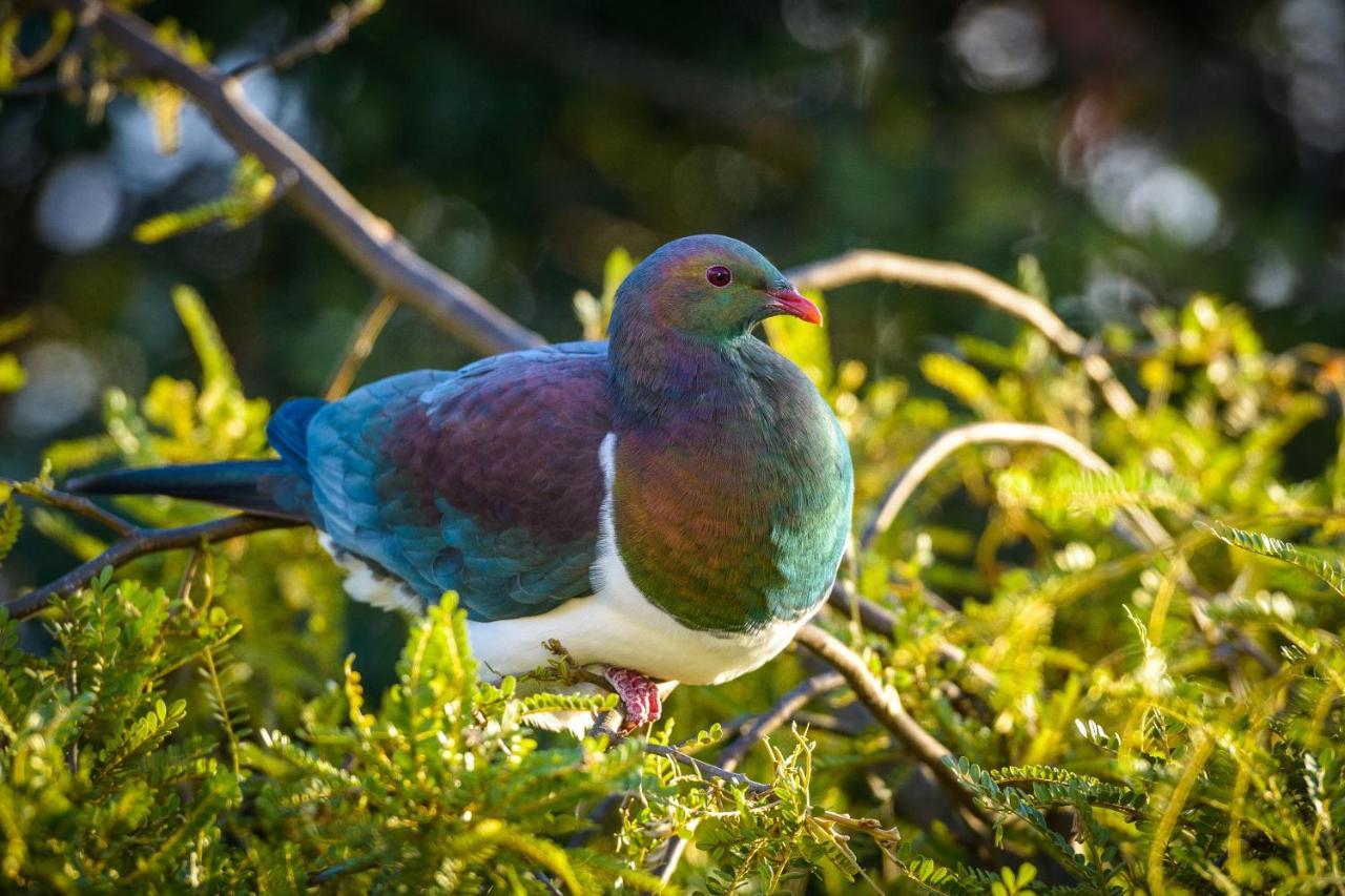 Belle Bird Place - Onetangi Holiday Home Exteriér fotografie