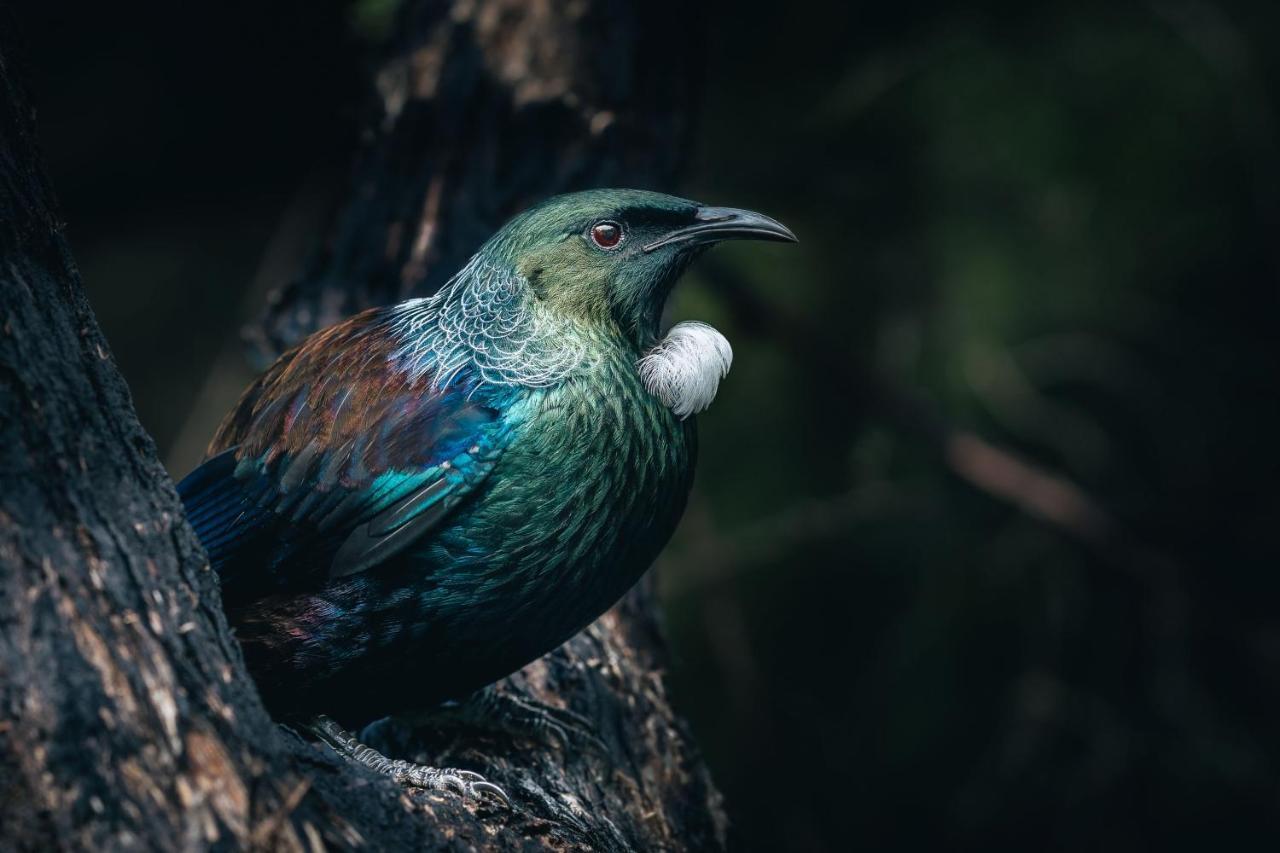 Belle Bird Place - Onetangi Holiday Home Exteriér fotografie